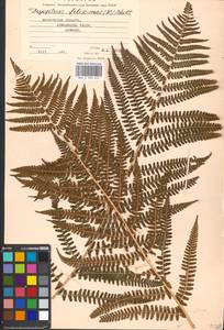 Dryopteris filix-mas (L.) Schott, Eastern Europe, Moscow region (E4a) (Russia)