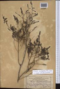 Suaeda microphylla (C. A. Mey.) Pall., Middle Asia, Kopet Dag, Badkhyz, Small & Great Balkhan (M1) (Turkmenistan)