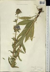 Campanula cervicaria L., Eastern Europe, Moscow region (E4a) (Russia)