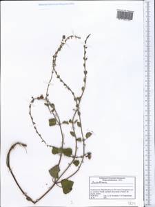 Scutellaria, Middle Asia, Pamir & Pamiro-Alai (M2) (Tajikistan)