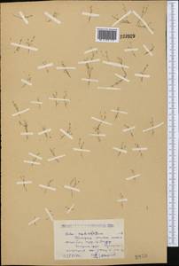Spergularia segetalis (L.) G. Don fil., Middle Asia, Caspian Ustyurt & Northern Aralia (M8) (Kazakhstan)