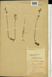 Campanula rotundifolia L., Eastern Europe, Central forest region (E5) (Russia)