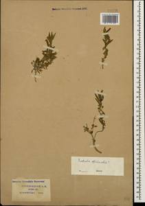 Gratiola officinalis L., Caucasus, Krasnodar Krai & Adygea (K1a) (Russia)