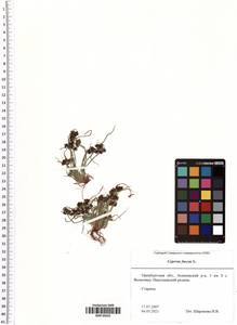 Cyperus fuscus L., Eastern Europe, Eastern region (E10) (Russia)