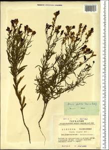 Linaria acutiloba Fisch. ex Rchb., Siberia, Western Siberia (S1) (Russia)