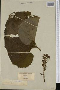 Petasites hybridus (L.) G. Gaertn., B. Mey. & Scherb., Western Europe (EUR) (Italy)