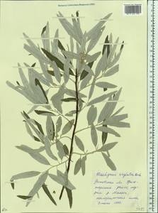 Elaeagnus commutata Bernh. ex Rydb., Eastern Europe, Rostov Oblast (E12a) (Russia)