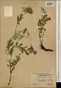 Psephellus colchicus Sosn., Caucasus, South Ossetia (K4b) (South Ossetia)