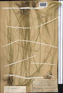 Stipa capillata L., Middle Asia, Western Tian Shan & Karatau (M3) (Kazakhstan)
