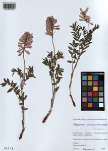KUZ 001 282, Hedysarum austrosibiricum B.Fedtsch., Siberia, Altai & Sayany Mountains (S2) (Russia)
