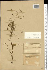 Gagea minima (L.) Ker Gawl., Eastern Europe, Northern region (E1) (Russia)