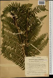 Athyrium filix-femina (L.) Roth, Caucasus, Georgia (K4) (Georgia)