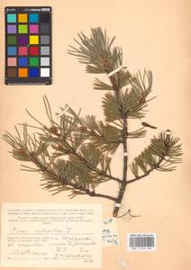 Pinus sylvestris L., Eastern Europe, Northern region (E1) (Russia)