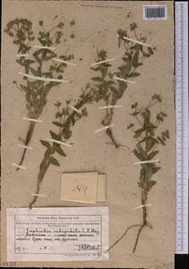 Euphorbia subcordata C.A.Mey. ex Ledeb., Middle Asia, Muyunkumy, Balkhash & Betpak-Dala (M9) (Kazakhstan)