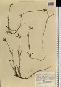 Silene involucrata subsp. involucrata, Siberia, Western Siberia (S1) (Russia)