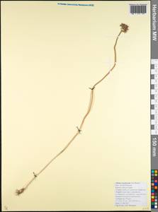 Allium regelianum A.K.Becker, Caucasus, Krasnodar Krai & Adygea (K1a) (Russia)