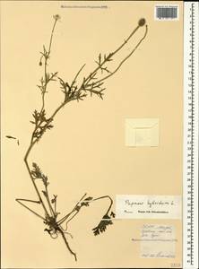 Roemeria sicula (Guss.) Galasso, Banfi, L. Sáez & Bartolucci, Caucasus, North Ossetia, Ingushetia & Chechnya (K1c) (Russia)