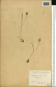 Hyacinthella leucophaea (K.Koch) Schur, Eastern Europe, Central forest-and-steppe region (E6) (Russia)
