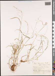 Poa sterilis M.Bieb., Caucasus, Azerbaijan (K6) (Azerbaijan)
