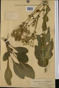 Senecio doria L., Western Europe (EUR) (Austria)