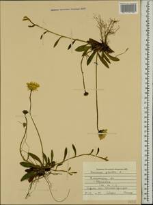 Pilosella officinarum Vaill., Eastern Europe, South Ukrainian region (E12) (Ukraine)