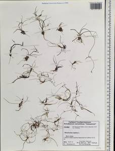 Ranunculus reptans L., Siberia, Central Siberia (S3) (Russia)