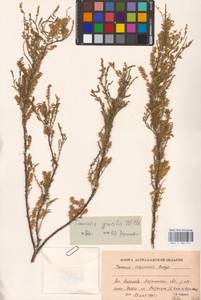 Tamarix gracilis Willd., Eastern Europe, Lower Volga region (E9) (Russia)