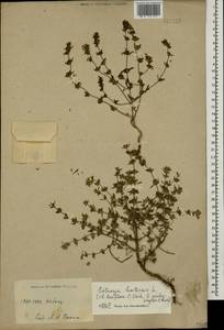 Satureja hortensis L., Caucasus (no precise locality) (K0)