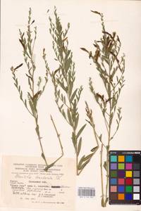 Genista tinctoria L., Eastern Europe, West Ukrainian region (E13) (Ukraine)