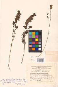 MHA 0 162 108, Rhinanthus serotinus var. vernalis (N. W. Zinger) Janch., Eastern Europe, Eastern region (E10) (Russia)
