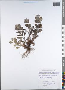 Cota melanoloma subsp. melanoloma, Caucasus, Black Sea Shore (from Novorossiysk to Adler) (K3) (Russia)