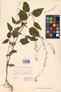 Circaea lutetiana L., Eastern Europe, West Ukrainian region (E13) (Ukraine)