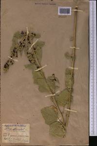 Althaea officinalis L., Middle Asia, Northern & Central Kazakhstan (M10) (Kazakhstan)