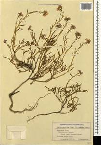 Cakile maritima subsp. euxina (Pobed.) Nyár., Crimea (KRYM) (Russia)