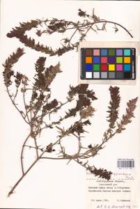 MHA 0 161 325, Melampyrum arvense L., Eastern Europe, Lower Volga region (E9) (Russia)