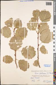 Alnus glutinosa (L.) Gaertn., Eastern Europe, North Ukrainian region (E11) (Ukraine)