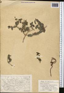 Rubia tinctorum L., Middle Asia, Pamir & Pamiro-Alai (M2) (Tajikistan)