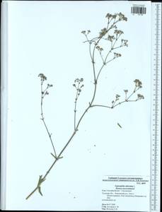 Gypsophila altissima L., Eastern Europe, Central region (E4) (Russia)
