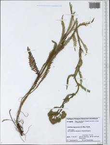 Achillea millefolium var. nigrescens E. Mey., Siberia, Western Siberia (S1) (Russia)