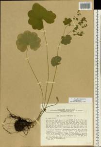 Alchemilla lindbergiana Juz., Eastern Europe, Moscow region (E4a) (Russia)