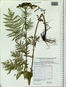 Tanacetum vulgare subsp. vulgare, Siberia, Russian Far East (S6) (Russia)