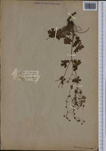 Geranium pyrenaicum Burm. f., Western Europe (EUR) (Germany)