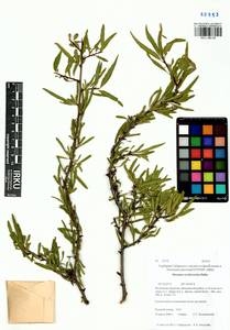 Rhamnus erythroxyloides subsp. erythroxyloides, Siberia, Baikal & Transbaikal region (S4) (Russia)