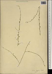 Kickxia aegyptiaca (L.) Nábelek, South Asia, South Asia (Asia outside ex-Soviet states and Mongolia) (ASIA) (Israel)