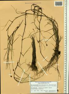 Carex chordorrhiza L.f., Siberia, Western Siberia (S1) (Russia)