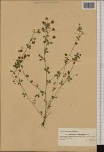 Trifolium campestre Schreb., Western Europe (EUR) (Poland)