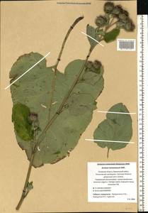 Arctium tomentosum Mill., Eastern Europe, North-Western region (E2) (Russia)