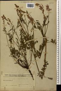 Onobrychis biebersteinii Sirj., Caucasus, Azerbaijan (K6) (Azerbaijan)