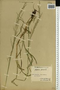 Glyceria notata Chevall., Eastern Europe, Central forest region (E5) (Russia)