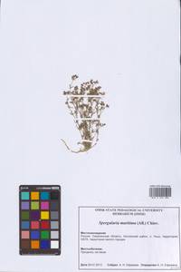 Spergularia media (L.) C.Presl, Siberia, Russian Far East (S6) (Russia)